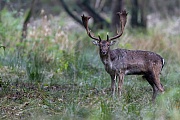 Ein Damschaufler auf dem Brunftplatz, Dama dama, A Fallow Deer buck on the rutting ground
