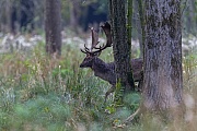 Ein Damschaufler wechselt ueber den Brunftplatz, Dama dama, A Fallow Deer buck moves over the rutting ground