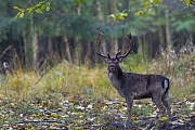 Ein Damhirsch im herbstlichen Ambiente, Dama dama, A Fallow Deer buck in autumnal ambience