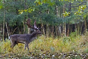 Ein Damschaufler im herbstlichen Ambiente, Dama dama, A Fallow Deer buck in autumnal ambience
