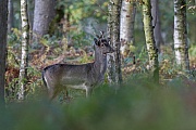 Ein Damhirschspiesser am Rande des Brunftplatzes, Dama dama, A Fallow Deer brocket on the fringe of the rutting ground
