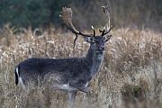 The Fallow Deer buck hears the trigger sound of the camera, but thanks to good camouflage I am not discovered