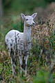 Entspannt steht das weisse Damtier auf einer Lichtung im Wald, Dama dama, The white Fallow Deer doe stands relaxed on a clearing