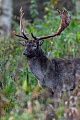 Aufmerksam beobachtet dieser Damhirsch einen Spaziergaenger auf einem Waldweg, Dama dama, This Fallow Deer buck attentively observes a walker on a forest path