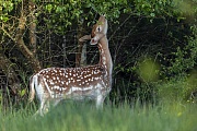Ein Damtier aest das frische Gruen der Birken, Dama dama, A Fallow Deer doe browses the fresh green of the birches