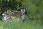 The herd of Fallow Deer slowly moves on, while the last doe secures itself once more in my direction