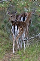 Damhirsche tragen ab dem dritten Lebensjahr ein schaufelfoermiges Geweih  -  (Foto Damhirsch in der Brunft), Dama dama, Fallow Deer, the antlers are broad and shovel-shaped  -  (Photo buck in the rut)