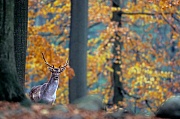 Damhirschknieper im Buchenhochwald - (Damwild), Dama dama (dama) - (Cervus dama), Young Fallow Deer stag standing in a beech forest