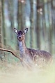 Damwild wird in ganz Europa gern in Parks und Freigehegen gehalten und erfreut die Besucher - (Foto Damtier), Dama dama, Fallow Deer is one of the most important ornamental park species in Europe - (Photo doe)