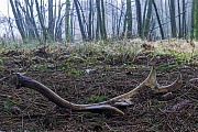 Damhirschgeweih - Abwurfstange  -  (Originalfundort), Dama dama, Fallow Deer antlers - (Original place of finding)