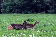 Damhirsch, weibliche Tiere koennen in einem Alter von 18 Monaten erstmalig gedeckt werden - (Foto Damtiere im Fellwechsel), Dama dama, Fallow Deer, does can breed at a year and a half - (Photo does in change of coat)