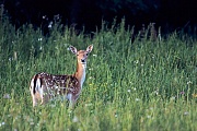 Damhirsch, weibliche Tiere koennen in einem Alter von 18 Monaten erstmalig gedeckt werden - (Foto Damtier auf einer Waldwiese), Dama dama, Fallow Deer, does can breed at a year and a half - (Photo doe on a forest meadow)