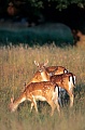 Damhirsch, weibliche Tiere koennen in einem Alter von 18 Monaten erstmalig gedeckt werden - (Foto Damtiere im Abendlicht), Dama dama, Fallow Deer, does can breed at a year and a half - (Photo does in evening light)
