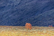 Eine einsame Moorbirke im Herbst auf dem Norwegischen Dovrefjell, Dovrefjell-Sunndalsfjella-Nationalpark  -  Norwegen  -  Norway, A lonely Downy birch in autumn on the Norwegian Dovrefjell