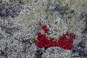 Das herbstliche Purpurrot der Alpen-Baerentraube bildet einen auffaelligen Kontrast zu den Rentierflechten und Schneeflechten, Fokstumyra Naturreservat  -  Norwegen  -  Norway, The autumnal crimson of the Alpine bearberry forms a striking contrast to the Reindeer lichens and Crinkled snow lichens