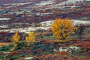 Birken mit Herbstlaub in der Tundra, Dovrefjell-Nationalpark  -  Soer Trondelag Norwegen, Tundra with birches in autumn