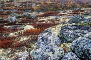 Tundralandschaft im Herbst, Dovrefjell-Nationalpark  -  Soer Trondelag Norwegen, Indian summer in the tundra