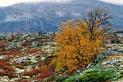 Birken mit Herbstlaub in der Tundra, Dovrefjell-Nationalpark  -  Soer Trondelag Norwegen, Tundra with birches in autumn