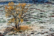 Birke mit Herbstlaub in der Tundra