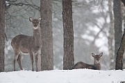Dybowski-Hirsch, in der Regel wird ein Kalb geboren  -  (Sikahirsch - Foto Sikatier und Kalb im Schneegestoeber), Cervus nippon - Cervus nippon hortulorum - Cervus nippon mantchuricus - Cervus nippon dybowskii, Manchurian Sika Deer, usually one fawn is born  -  (Dybowskis Sika Deer - Photo Sika Deer hind and fawn in driving snow)