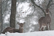 Dybowski-Hirsch, in Europa werden die Tiere oft in Gefangenschaft gehalten, meist um das Fleisch zu vermarkten  -  (Sikahirsch - Foto Sikatiere im Schneegestoeber), Cervus nippon - Cervus nippon hortulorum - Cervus nippon mantchuricus - Cervus nippon dybowskii, Manchurian Sika Deer, in Europe there are many breeding programs for meat production  -  (Dybowskis Sika Deer - Photo Sika Deer hinds in driving snow)