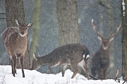 Dybowski-Hirsch, die Hirsche verlieren ihre Geweihe im Fruehling  -  (Sikahirsch - Foto Sikahirsch und Sikatiere im Schneegestoeber), Cervus nippon - Cervus nippon hortulorum - Cervus nippon mantchuricus - Cervus nippon dybowskii, Manchurian Sika Deer, the stags drop their antlers in spring  -  (Dybowskis Sika Deer - Photo Sika Deer stag and hinds in driving snow)