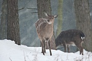 Dybowski-Hirsch, die Brunft findet meist im Oktober und November statt  -  (Sikahirsch - Foto Sikatiere im Schneegestoeber), Cervus nippon - Cervus nippon hortulorum - Cervus nippon mantchuricus - Cervus nippon dybowskii, Manchurian Sika Deer, the mating occurs from October to November  -  (Dybowskis Sika Deer - Photo Sika Deer hinds in scurry of snow)
