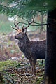 Dybowski-Hirsch, ist das Wachstum des Geweihs abgeschlossen, fegt der Hirsch die Basthaut an Baeumen und Straeuchern ab  -  (Foto Sikahirsch), Cervus nippon - Cervus nippon hortulorum - Cervus nippon mantchuricus - Cervus nippon dybowskii, Manchurian Sika Deer, the males rub against trees and other objects to help remove velvet from their antlers  -  (Dybowskis Sika Deer - Photo Sika Deer stag)