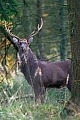 Dybowski-Hirsch, die Paarungszeit wird in der Fachsprache Brunft oder Brunftzeit genannt  -  (Foto Sikahirsch), Cervus nippon - Cervus nippon hortulorum - Cervus nippon mantchuricus - Cervus nippon dybowskii, Manchurian Sika Deer, the mating season called THE RUT  -  (Dybowskis Sika Deer - Photo Sika Deer stag)