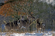 Dybowski-Hirsch, die Paarungszeit wird in der Fachsprache Brunft oder Brunftzeit genannt  -  (Sikahirsch - Foto Sikahirsch, Sikatiere und Sikakalb), Cervus nippon - Cervus nippon hortulorum - Cervus nippon mantchuricus - Cervus nippon dybowskii, Manchurian Sika Deer, the mating season called THE RUT  -  (Dybowskis Sika Deer - Photo Sika Deer stag, hinds and fawn in winter)