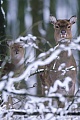 Dybowski-Hirsch, in der Regel wird ein Kalb geboren  -  (Sikahirsch - Foto Sikatier und Kalb im Winter), Cervus nippon - Cervus nippon hortulorum - Cervus nippon mantchuricus - Cervus nippon dybowskii, Manchurian Sika Deer, usually one fawn is born  -  (Dybowskis Sika Deer - Photo Sika Deer hind and fawn in winter)