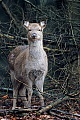 Dybowski-Hirsch, das Kalb bleibt in der Regel ein Jahr beim Muttertier und wird kurz vor der Geburt des neuen Nachwuchses vertrieben  -  (Sikahirsch - Foto Sikahirschkalb), Cervus nippon - Cervus nippon hortulorum - Cervus nippon mantchuricus - Cervus nippon dybowskii, Manchurian Sika Deer, the fawn will stay with the dam until before the next young are born  -  (Dybowskis Sika Deer - Photo Sika Deer fawn)