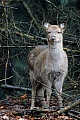Dybowski-Hirsche gehoeren zu den Hirscharten, die auch als ausgewachsene Tiere ein geflecktes Fell tragen  -  (Sikahirsch - Foto Sikawildkalb), Cervus nippon - Cervus nippon hortulorum - Cervus nippon mantchuricus - Cervus nippon dybowskii, Manchurian Sika Deer is a deer species that does not lose its spots in maturity  -  (Dybowskis Sika Deer - Photo Sika Deer fawn)