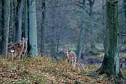 Dybowski-Hirsch ist die groesste Unterart aus der Familie der Sikahirsche  -  (Sikahirsch - Foto Sikatiere und Kaelber), Cervus nippon - Cervus nippon hortulorum - Cervus nippon mantchuricus - Cervus nippon dybowskii, Manchurian Sika Deer is the largest subspecies of sika deer  -  (Dybowskis Sika Deer - Photo Sika Deer hinds with fawns)