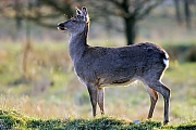 Dybowski-Hirsch, in der Regel wird ein Kalb geboren  -  (Sikahirsch - Foto Sikatier im Winterfell), Cervus nippon - Cervus nippon hortulorum - Cervus nippon mantchuricus - Cervus nippon dybowskii, Manchurian Sika Deer, usually one fawn is born  -  (Dybowskis Sika Deer - Photo Sika Deer hind in winter coat)