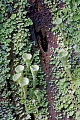Die Echte Becherflechte ist in Europa eine weit verbreitete und haeufige Flechtenart  -  (Braunfruechtige Becherflechte - Foto Echte Becherflechten auf einem morschen Baumstamm), Cladonia pyxidata, The Peppled pixie-cup is a common and widespread lichen in Europe  -  (Photo Peppled pixie-cup on a rotten tree trunk)