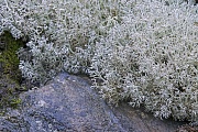 Die Echte Rentierflechte kann zur Herstellung von Aquavit genutzt werden, Cladonia rangiferina, The Grey-green Reindeer Lichen can be used in the making of aquavit