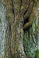 Efeu kann ein Alter von 450 Jahren erreichen und bildet teilweise richtige Staemme  -  (Gemeiner Efeu - Foto Efeu am Stamm einer Stieleiche), Hedera helix, The Common Ivy can reach an age of 450 years and sometimes forms real stems  -  (English Ivy - Photo Common Ivy stem on an oak trunk)