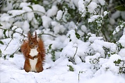 Das orange-rote Fell vom Eichhoernchen bildet einen schoenen Kontrast zum Schnee, Sciurus vulgaris, The orange-red fur of the Red squirrel forms a beautiful contrast to the snow