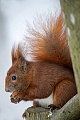 Ein Eichhoernchen frisst auf einem exponierten Buchenstamm eine Haselnuss, Sciurus vulgaris, A Red squirrel eats a hazelnut on an exposed beech trunk