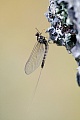 Eintagsfliegen sind eine sehr urspruengliche und alte Gattung unter den Fluginsekten, Ephemeroptera species, Mayflies are relatively primitive insects