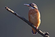 Eisvogel - (Jungvogel), Alcedo atthis, River Kingfisher - (immature)