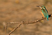 Eisvogel - (Maennchen), Alcedo atthis, River Kingfisher - (male)