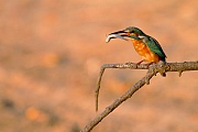 Eisvogel - (Weibchen mit Beutefisch), Alcedo atthis, River Kingfisher - (Female with fish prey)