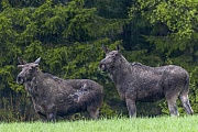 Elche sind die zweitgroessten Landsaeuger Europas und Nordamerikas  -  (Foto Elchbulle mit Bastgeweih), Alces alces - Alces alces (alces), Moose are the second largest land animals in Europe and North America  -  (Photo bull Moose with velvet-covered antlers)