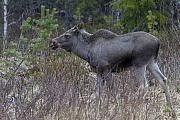 Elche sind weltweit die groessten lebenden Vertreter aus der Familie der Hirsche  -  (Foto Elchkuh), Alces alces - Alces alces (alces), Moose is the largest species in the deer family  -  (Photo cow Moose)