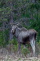 Waehrend sich die Elchkuh sofort nach meiner Ankunft in das Unterholz zurueckzieht aest das Kalb vertraut weiter und beachtet mich kaum, Alces alces, While the cow Moose retreats into the undergrowth as soon as I arrive, the calf continues the foraging and does not pay much attention to me