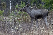 Elche koennen taeglich mehr als 32kg an Nahrung aufnehmen  -  (Foto junger Elchbulle), Alces alces - Alces alces (alces), Moose can eat up to 32kg of food per day  -  (Photo young bull Moose)