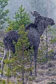 Elche sind die einzige Hirschart, die auch unter Wasser fressen kann  -  (Foto junger Elchbulle), Alces alces - Alces alces (alces), Moose are the only deer that are capable of feeding underwater  -  (Photo young bull Moose)