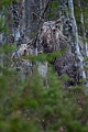 Elch, die gefaehrlichsten natuerlichen Feinde sind Woelfe und Baeren  -  (Foto Portraet einer Elchkuh), Alces alces - Alces alces (alces), Moose, predators are wolves and bears  -  (Photo cow Moose in portrait)